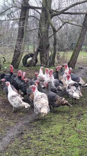 Vând curcani si curci - imagine 3