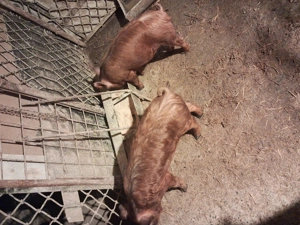 Vind soldanei rasa duroc.Castrati,deparazitati - imagine 4