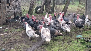 Vând curcani si curci - imagine 2