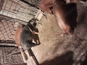 Vind soldanei rasa duroc.Castrati,deparazitati - imagine 2