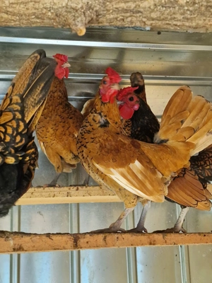 Vand Fazani, Gaini pitice Lemon mii de flori, Sebright si Turturele - imagine 5