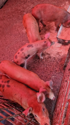 Vând purcei - imagine 4