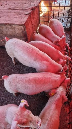 Vând purcei - imagine 5