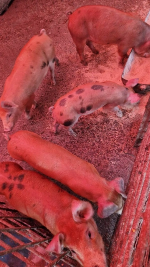 Vând purcei - imagine 2