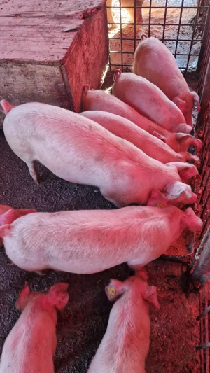 Vând purcei - imagine 3