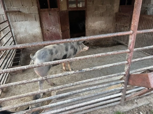 Vand porc, scrofita aprox 90 kg.  - imagine 2
