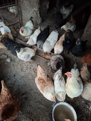 Gaini de casa hunedoara - imagine 2