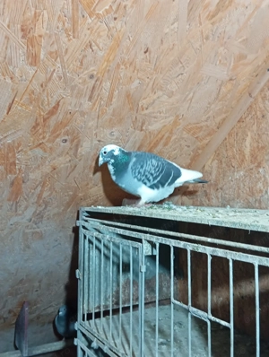 PORUMBEI VOIAJORI DE VÂNZARE.Se vând din cauza că sânt obligat să reduc din efectiv. - imagine 2