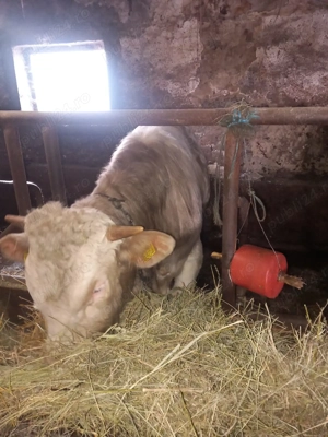 Viteza de vânzare. - imagine 5