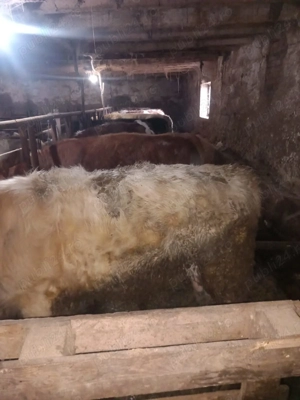 Viteza de vânzare. - imagine 4