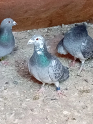 PORUMBEI VOIAJORI DE VÂNZARE.Se vând din cauza că sânt obligat să reduc din efectiv. - imagine 3