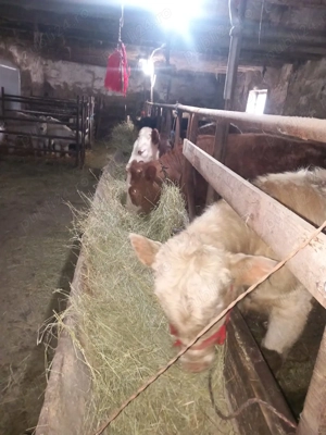 Viteza de vânzare. - imagine 3