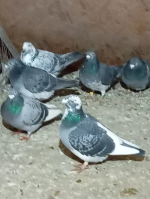 PORUMBEI VOIAJORI DE VÂNZARE.Se vând din cauza că sânt obligat să reduc din efectiv. - imagine 4