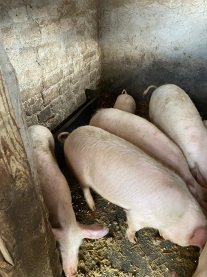 De vânzare 13 lei kg în viu  - imagine 4