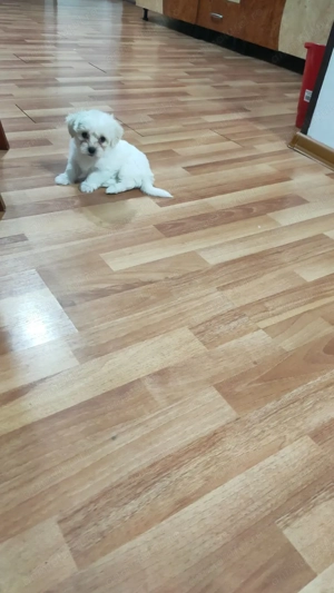 Vând cățeluși bichon  - imagine 5