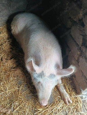 De vânzare 13 lei kg în viu  - imagine 2