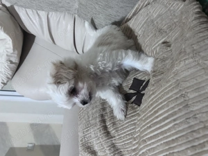 Puiuți de bichon de vânzare - imagine 4