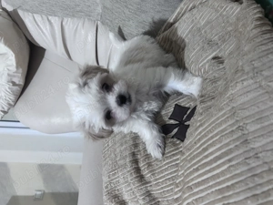 Puiuți de bichon de vânzare - imagine 3