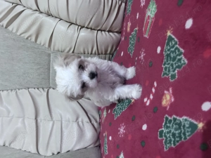 Puiuți de bichon de vânzare - imagine 5
