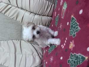 Puiuți de bichon de vânzare - imagine 2