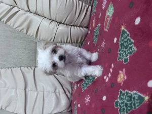 Puiuți de bichon de vânzare