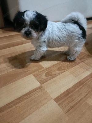 Vând cățeluși bichon  - imagine 2