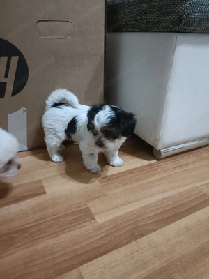 Vând cățeluși bichon  - imagine 4