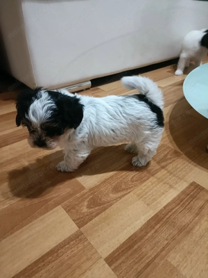 Vând cățeluși bichon  - imagine 3