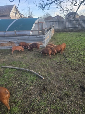 Vând porci grăsuni - imagine 5