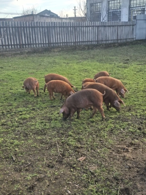 Vând porci grăsuni - imagine 2