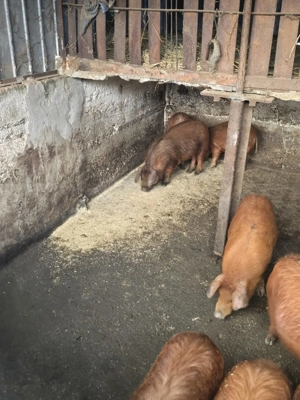 Vând porci grăsuni - imagine 4