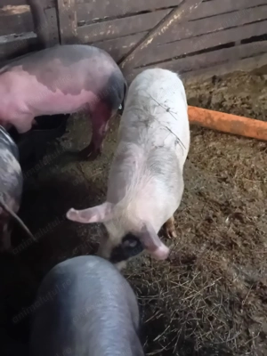 Vând 40 de porci între 40-80 de kg - imagine 2