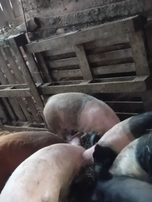 Vând 40 de porci între 40-80 de kg - imagine 4