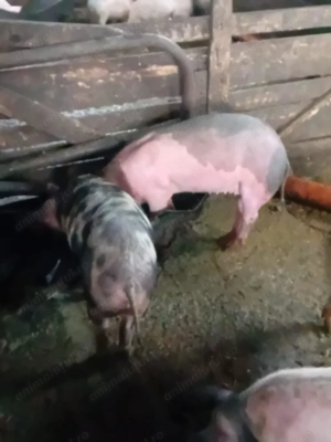 Vând 40 de porci între 40-80 de kg - imagine 3