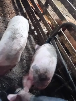 Vând 40 de porci între 40-80 de kg - imagine 5