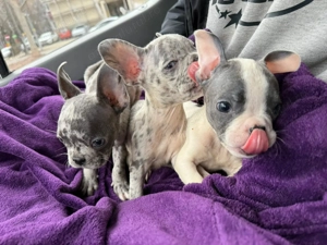 Puișori Bulldog Francez