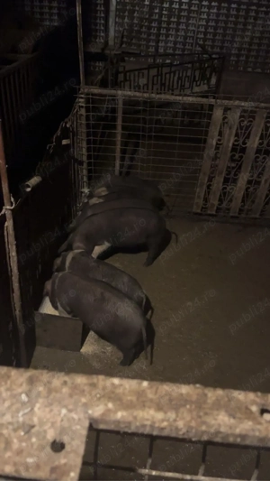 Purcei de vânzare - imagine 3