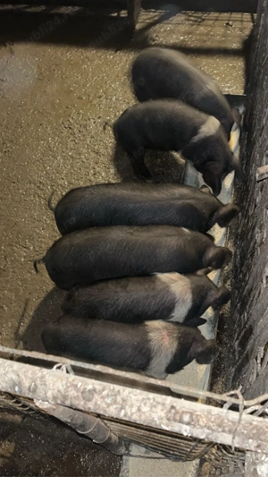 Purcei de vânzare - imagine 5