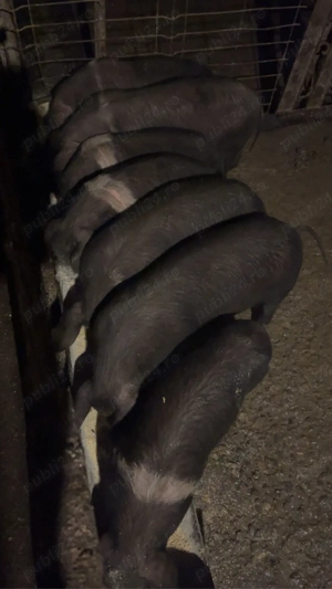 Purcei de vânzare - imagine 2