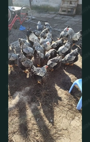 vand pui wyandotte argintiu  - imagine 4