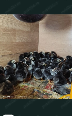 vand pui wyandotte argintiu  - imagine 2