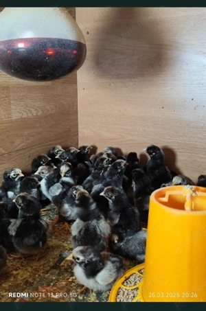 vand pui wyandotte argintiu  - imagine 3