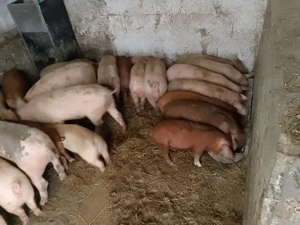 purcei și șoldani  - imagine 2