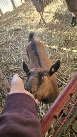 Capre alpina franceza - imagine 3