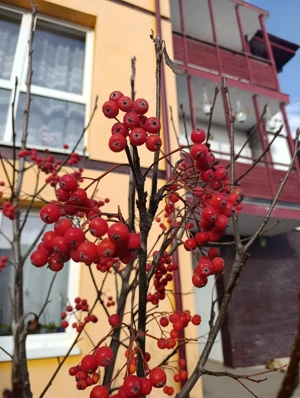 Vând puieți pentru plantat de mesteacăn, scoruș, catalpa, molid, gard viu ( carpen, TUIA, BUXUS)