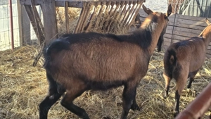 Capre alpina franceza - imagine 2