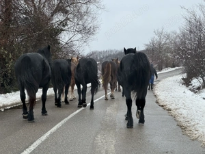 Cai de vânzare  - imagine 4