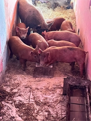 vand purcei durok kurat de 8 saptamani 12 buc  - imagine 3