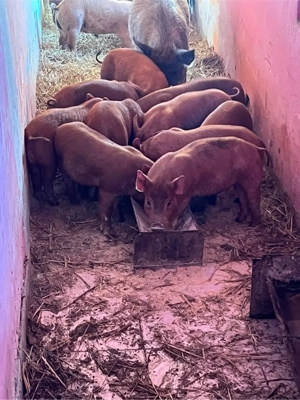 vand purcei durok kurat de 8 saptamani 12 buc  - imagine 2