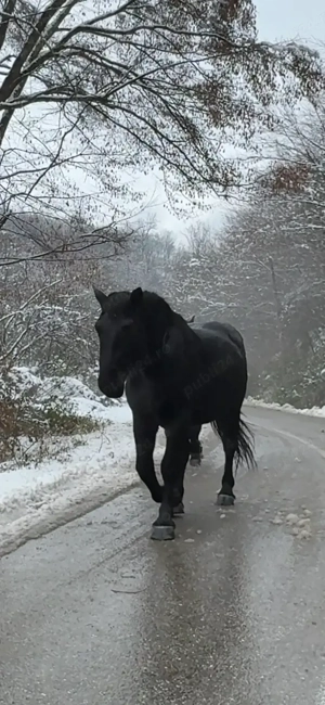 Cai de vânzare  - imagine 2